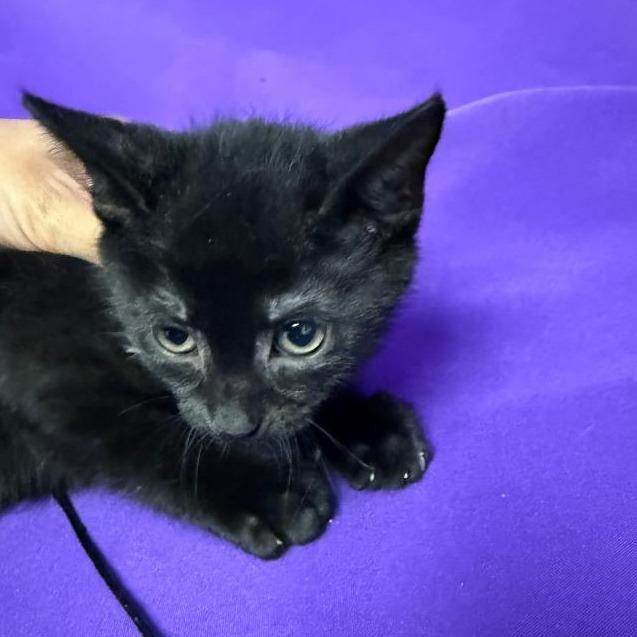 Enlarge Dianthus, a Adoptable Domestic Short Hair in North Myrtle Beach, SC image 2/2