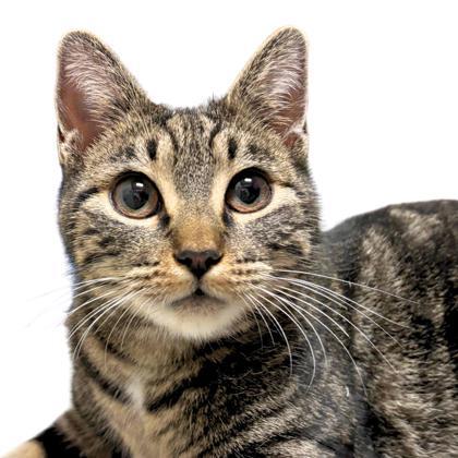Jambalaya, Adoptable, Adult Female Domestic Short Hair & Domestic Short Hair.