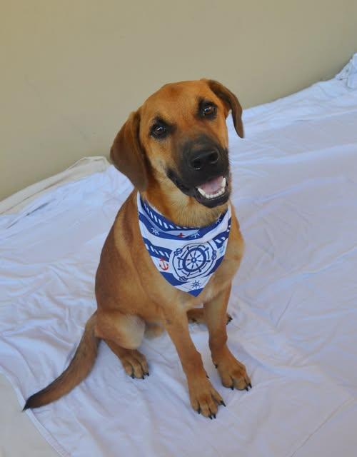 Woozle, Adoptable, Puppy Male Shepherd.