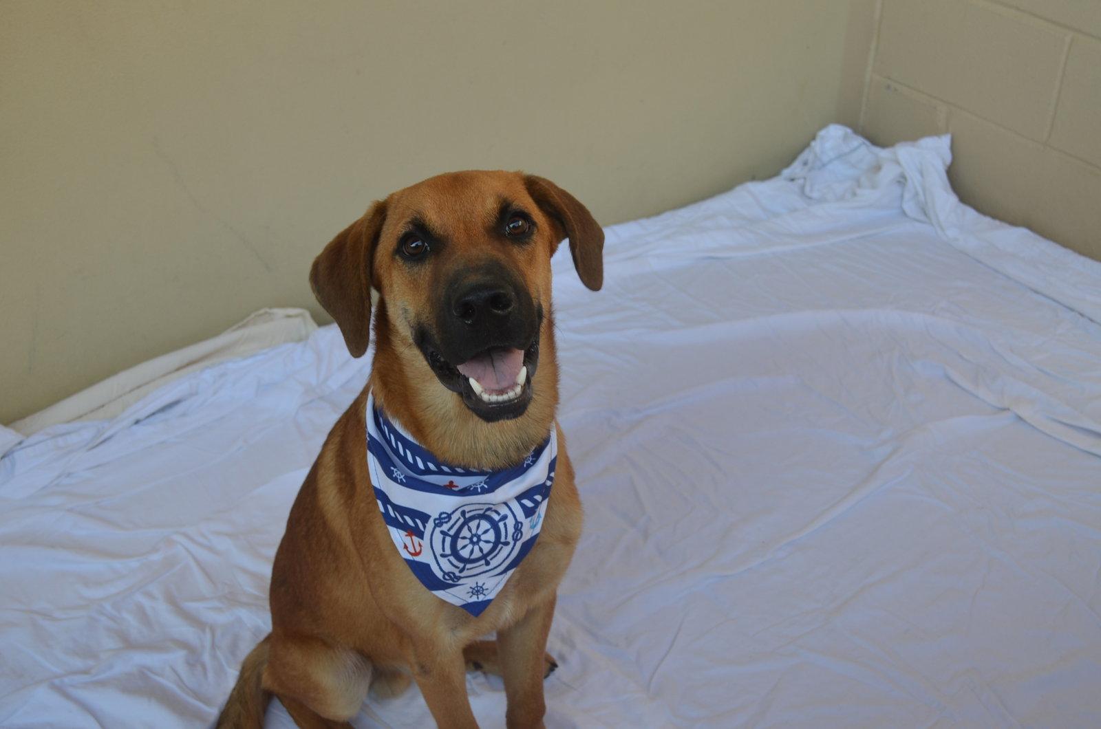 Enlarge Woozle, a Adoptable Shepherd in McKinney, TX image 2/3