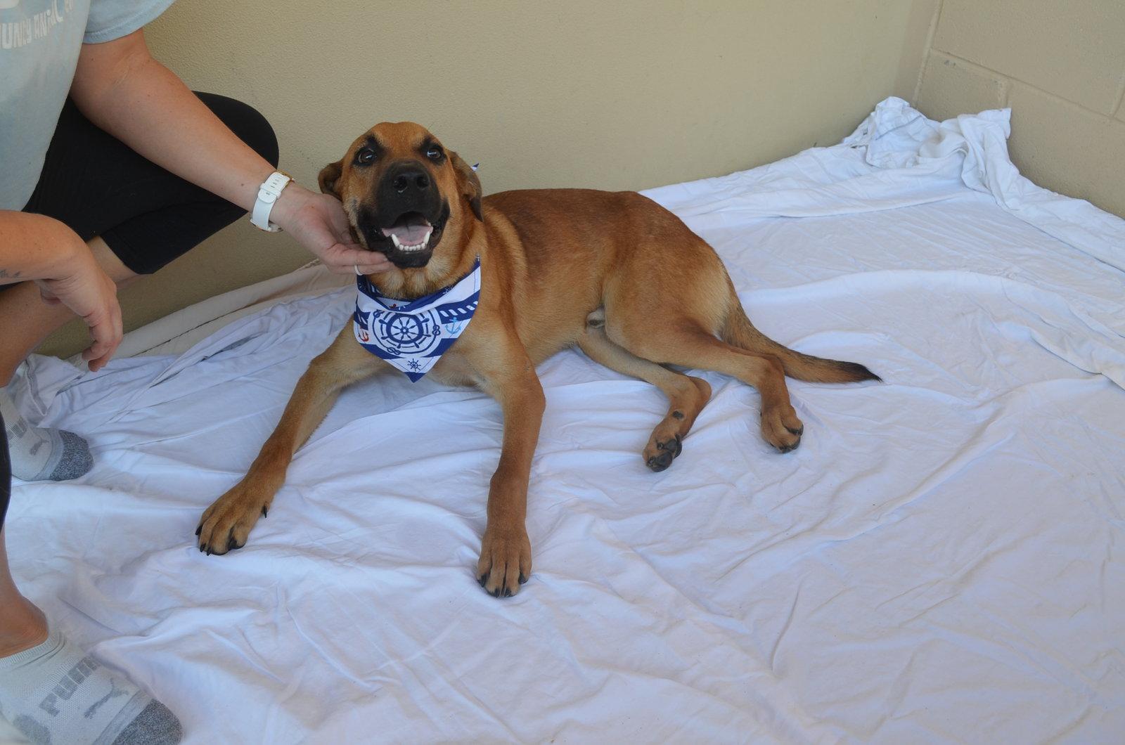 Enlarge Woozle, a Adoptable Shepherd in McKinney, TX image 3/3