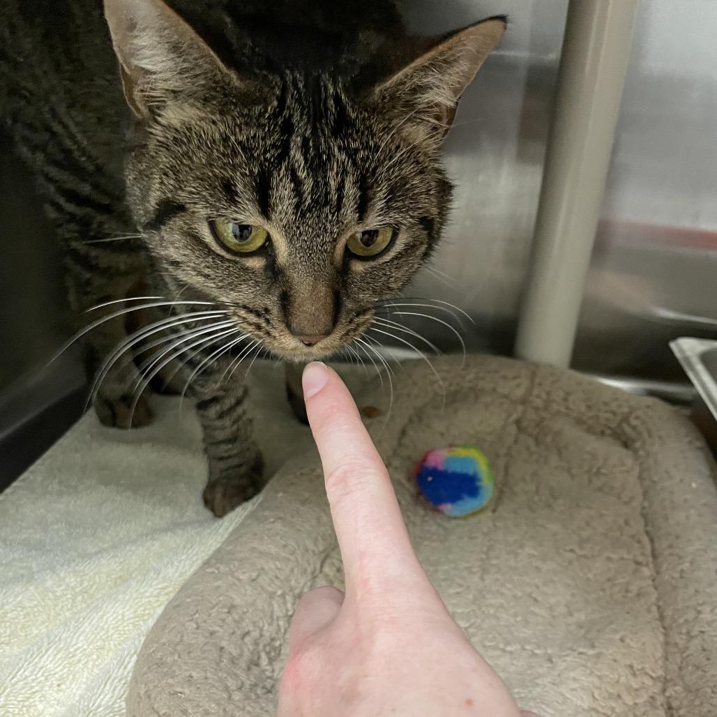 Hen, a Adoptable Domestic Short Hair in Enfield, NH image 1/4