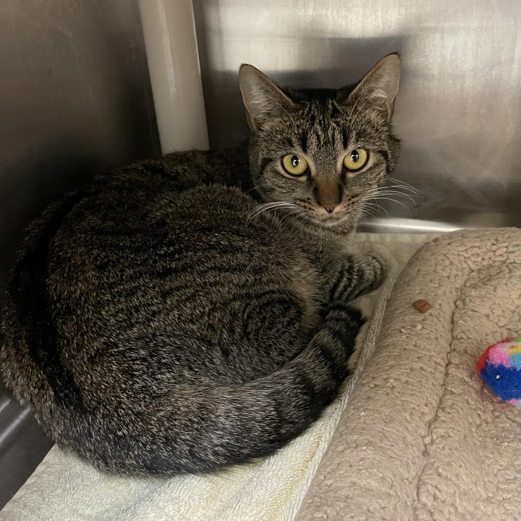 Hen, a Adoptable Domestic Short Hair in Enfield, NH image 2/4