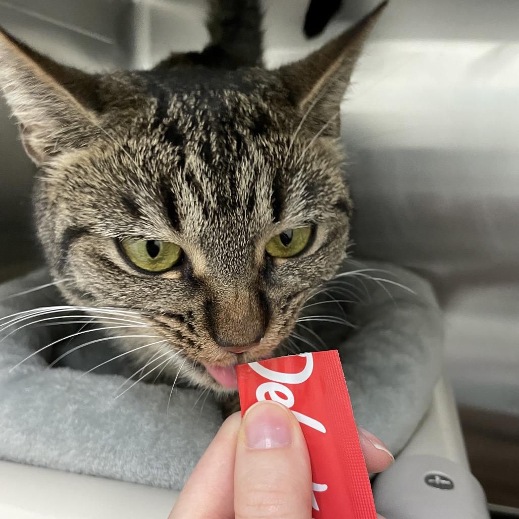 Hen, a Adoptable Domestic Short Hair in Enfield, NH image 3/4
