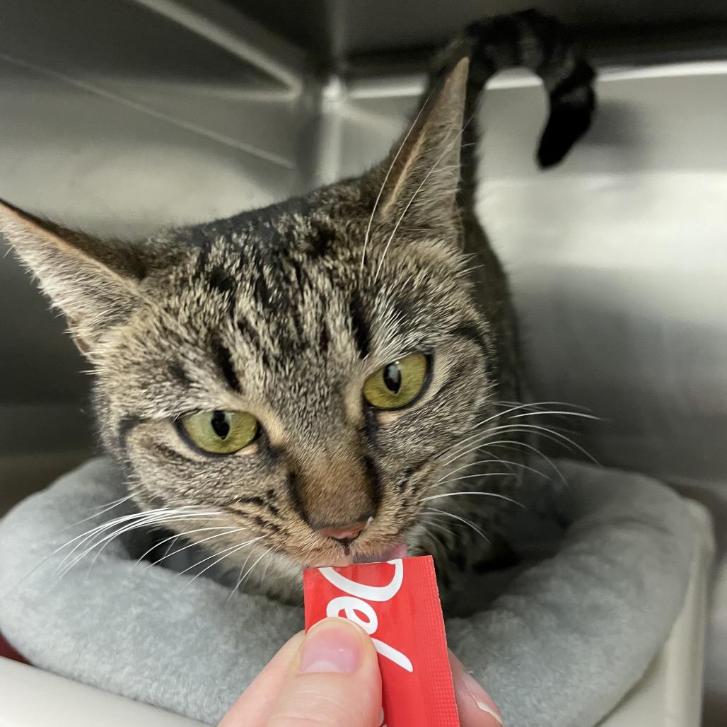 Hen, a Adoptable Domestic Short Hair in Enfield, NH image 4/4