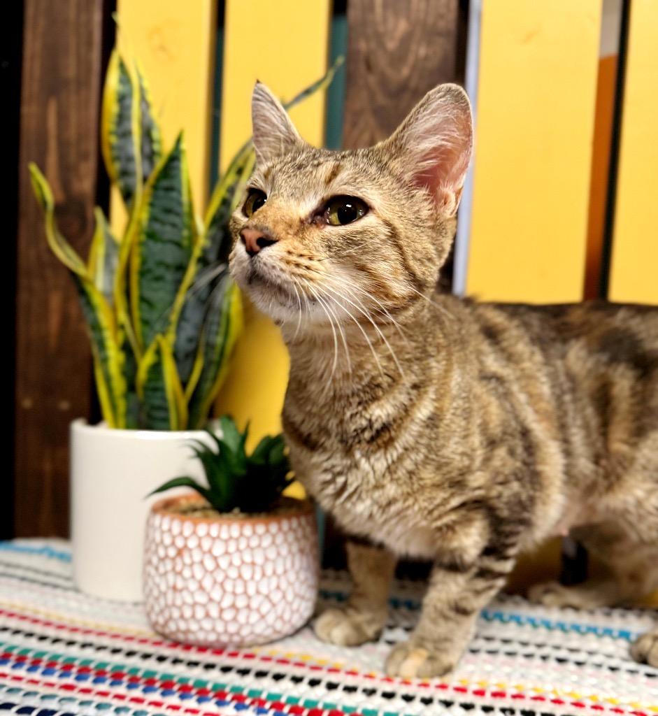 Tangerine, a Adoptable mixed breed in Effingham, IL image 1/6