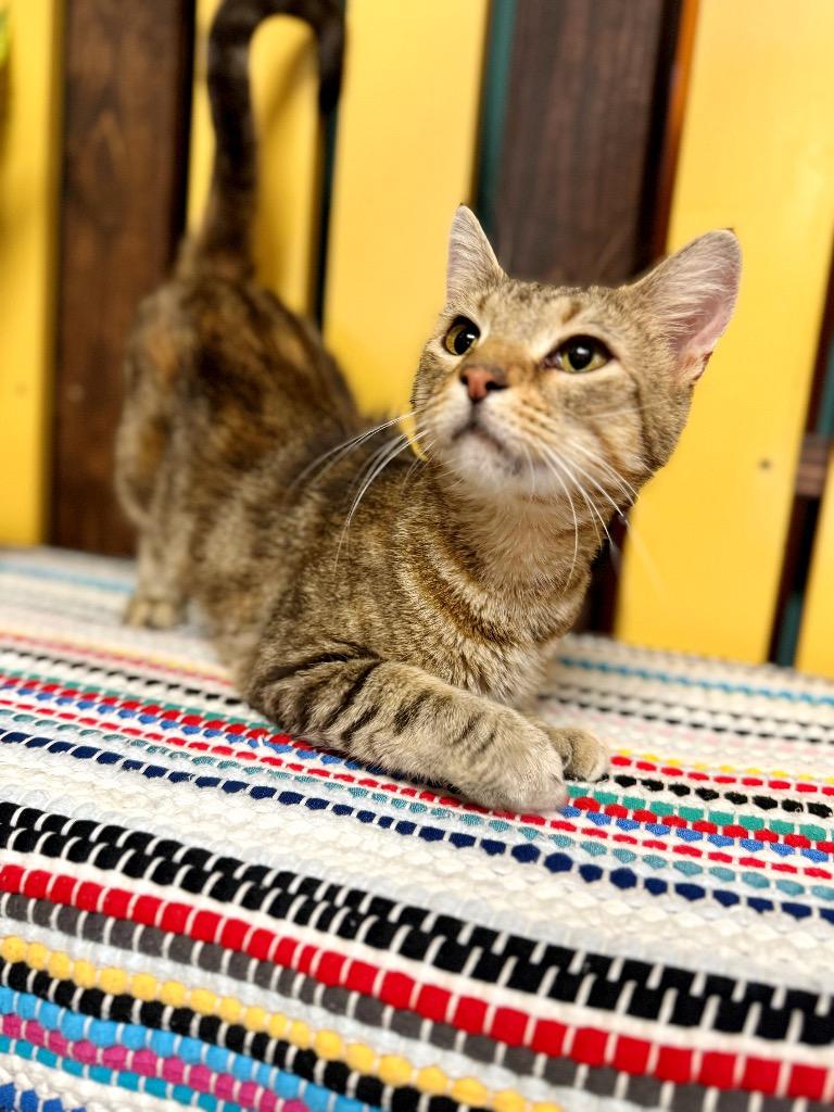 Tangerine, a Adoptable mixed breed in Effingham, IL image 2/6