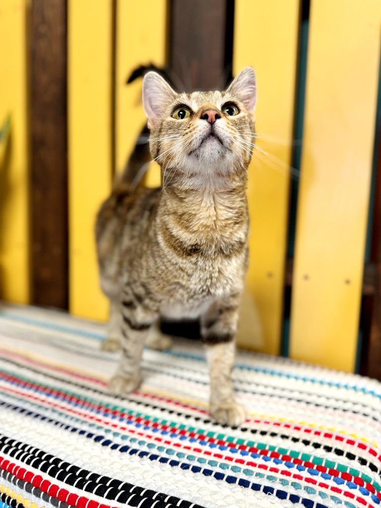 Tangerine, a Adoptable mixed breed in Effingham, IL image 3/6