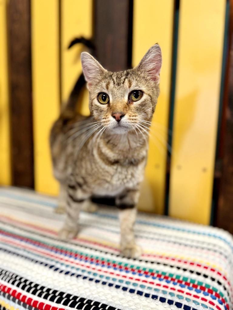 Tangerine, a Adoptable mixed breed in Effingham, IL image 4/6