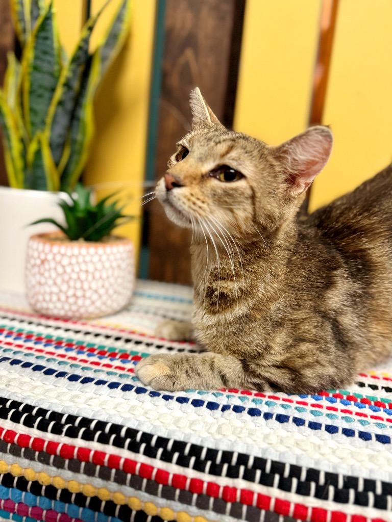 Tangerine, a Adoptable mixed breed in Effingham, IL image 5/6