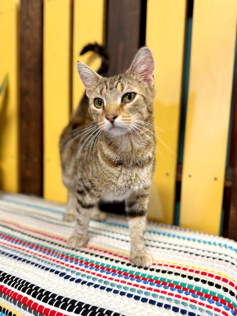 Tangerine, a Adoptable mixed breed in Effingham, IL image 6/6