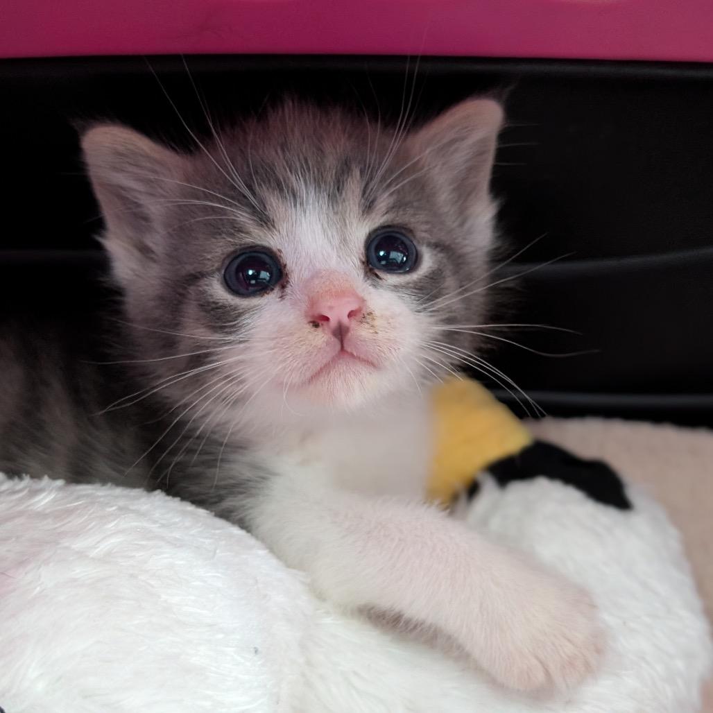 London, Adoptable, Kitten Male Domestic Short Hair.
