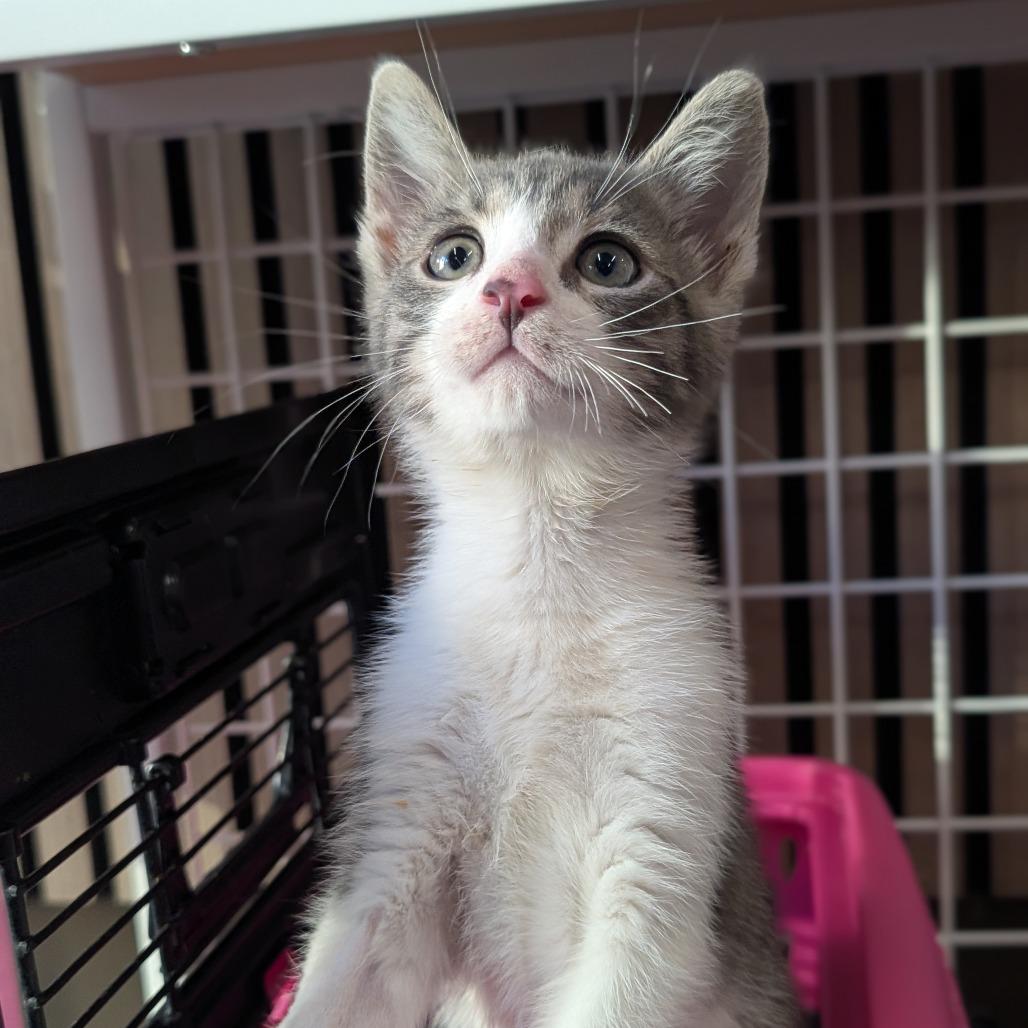 Enlarge London, a Adoptable Domestic Short Hair in Asheville, NC image 2/2