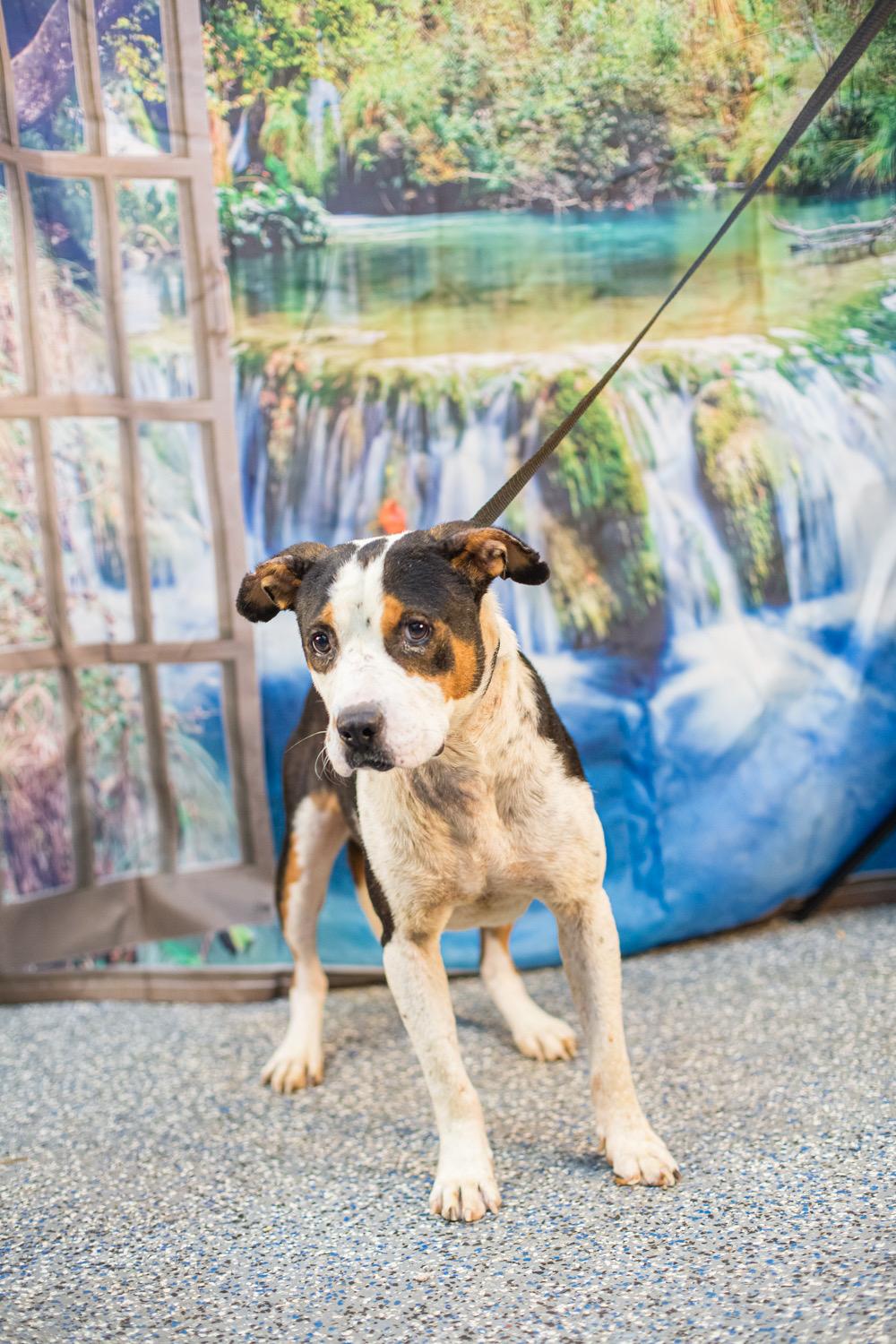 Pac, ADOPTABLE, Adult Male Mixed Breed.