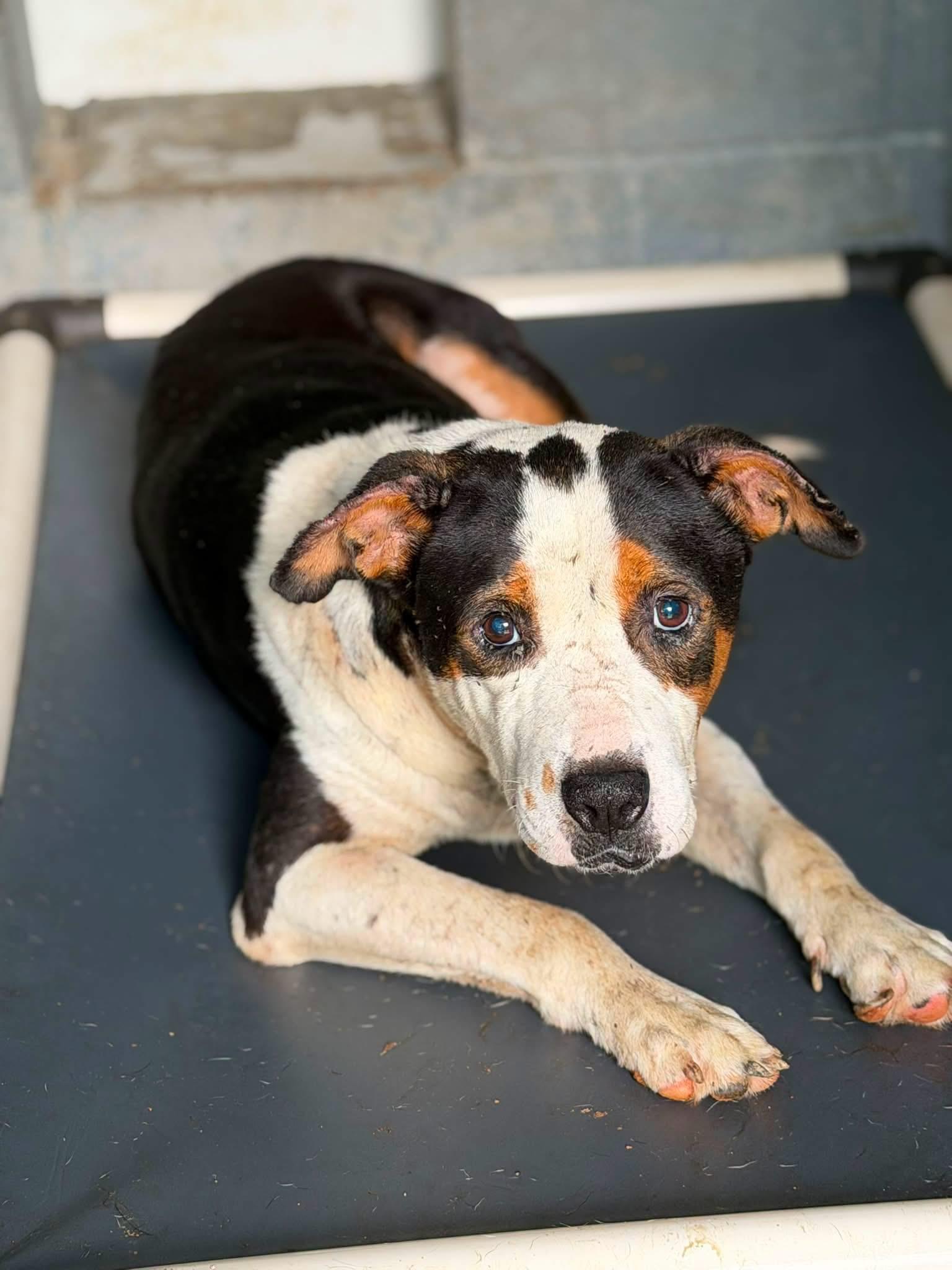 Pac, a ADOPTABLE mixed breed in Elizabethtown, NC image 2/3