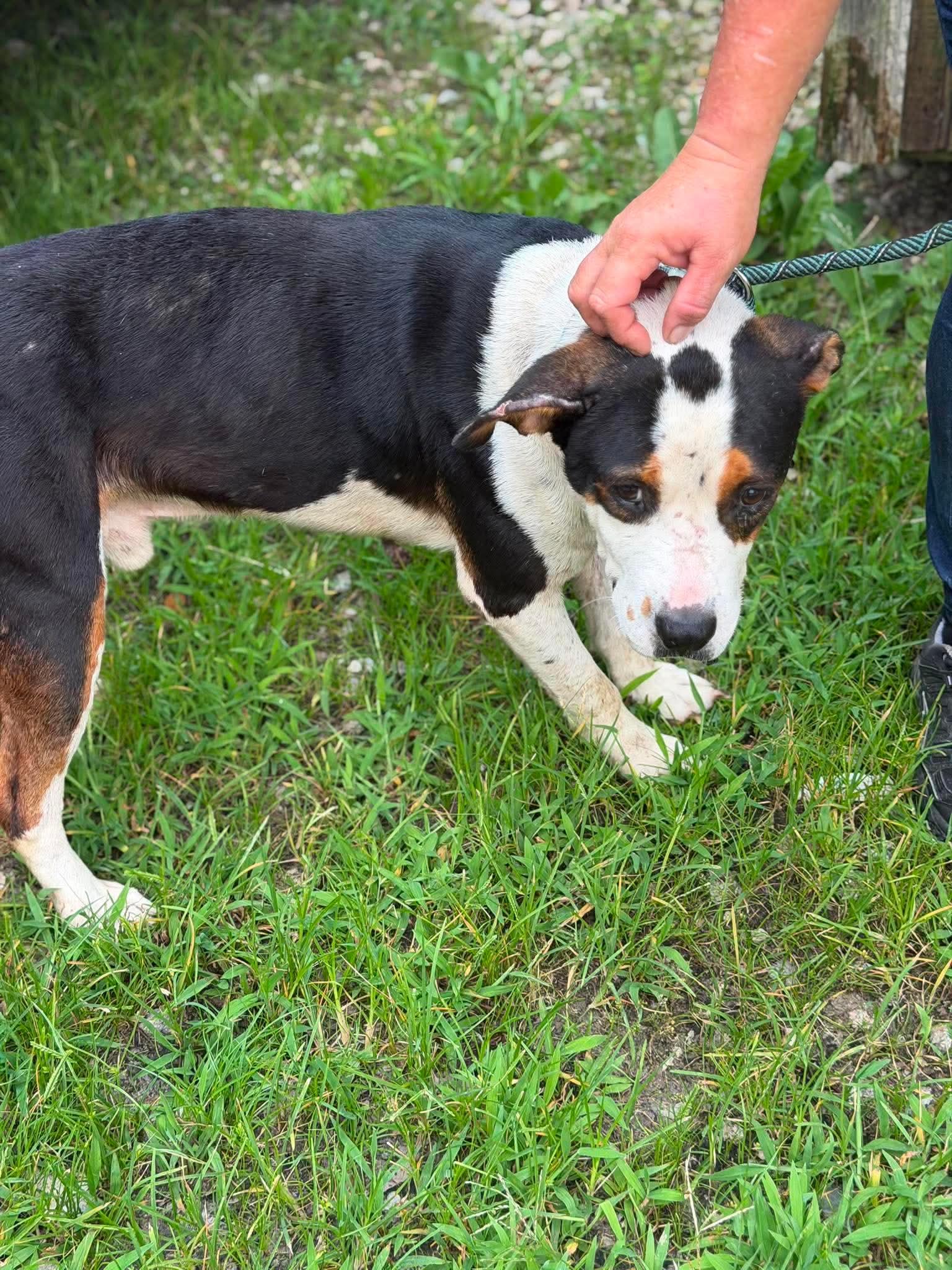 Pac, a ADOPTABLE mixed breed in Elizabethtown, NC image 3/3