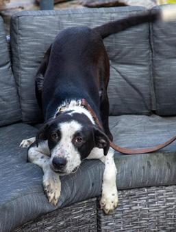 Zipper, a ADOPTABLE mixed breed in Canterbury, CT image 1/5