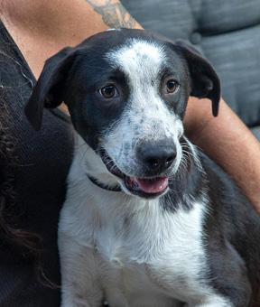 Zipper, a ADOPTABLE mixed breed in Canterbury, CT image 3/5