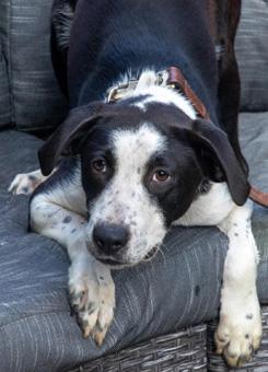 Zipper, a ADOPTABLE mixed breed in Canterbury, CT image 5/5