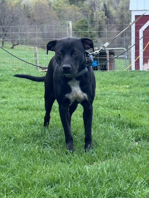 Enlarge Maui, a Adoptable mixed breed in Chelsea, VT image 2/5