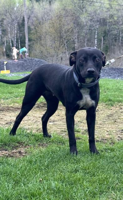 Maui, Young Female Pit Bull Terrier