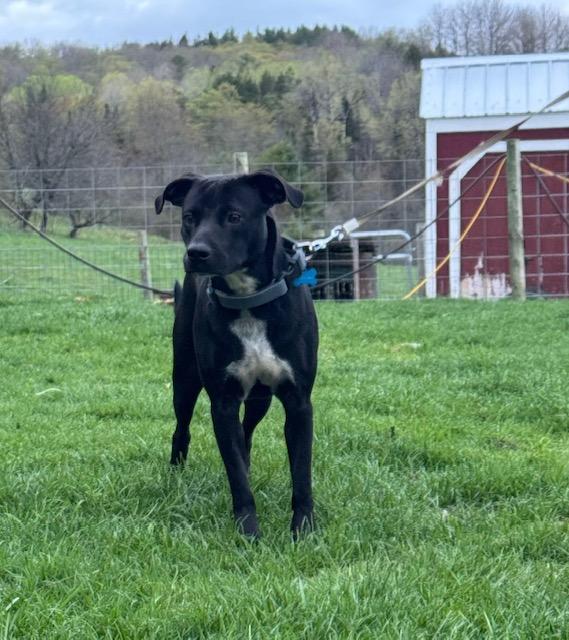 Enlarge Maui, a Adoptable mixed breed in Chelsea, VT image 4/5