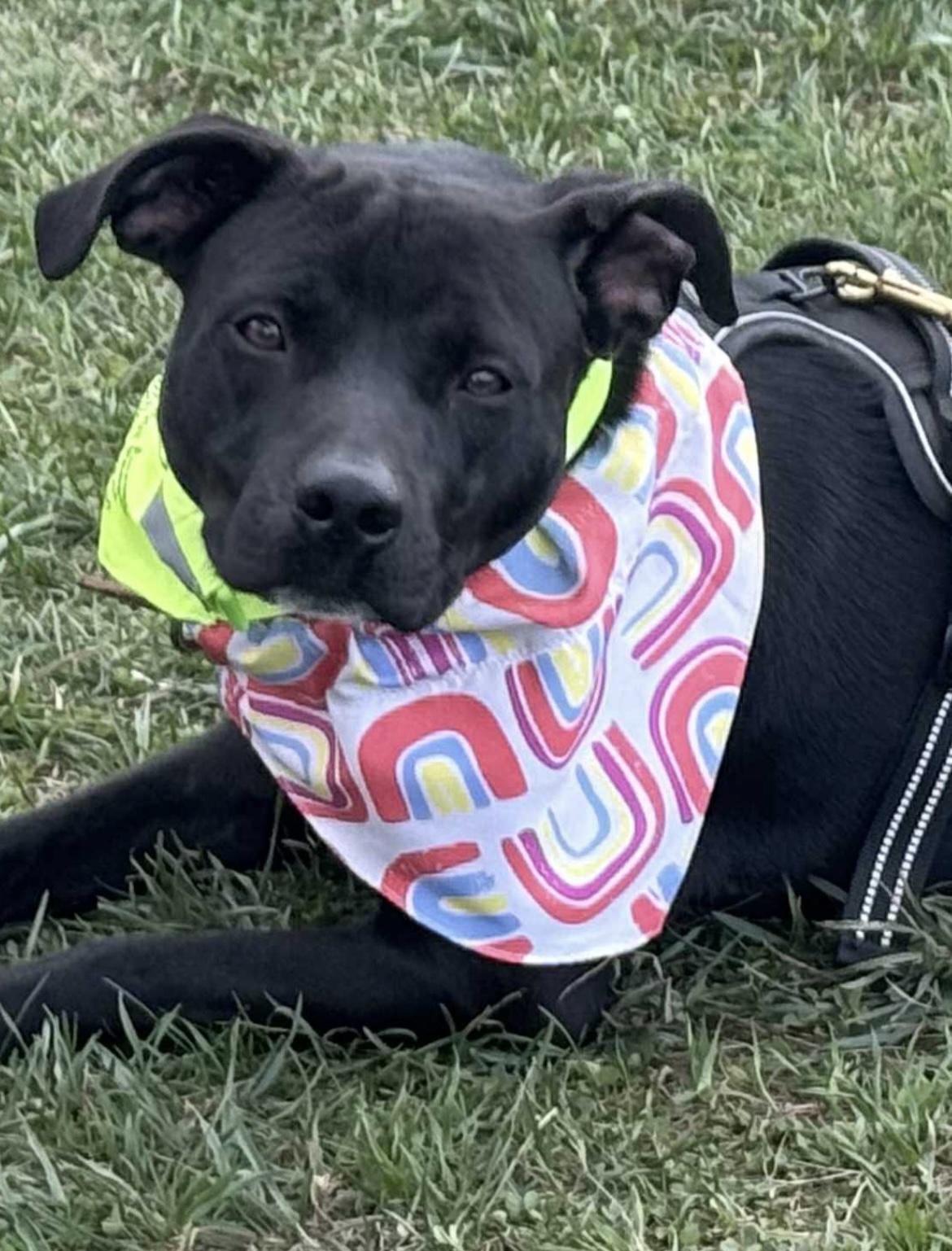 Enlarge Maui, a Adoptable mixed breed in Chelsea, VT image 1/5