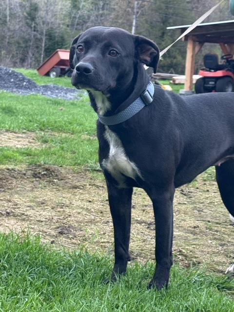 Enlarge Maui, a Adoptable mixed breed in Chelsea, VT image 5/5
