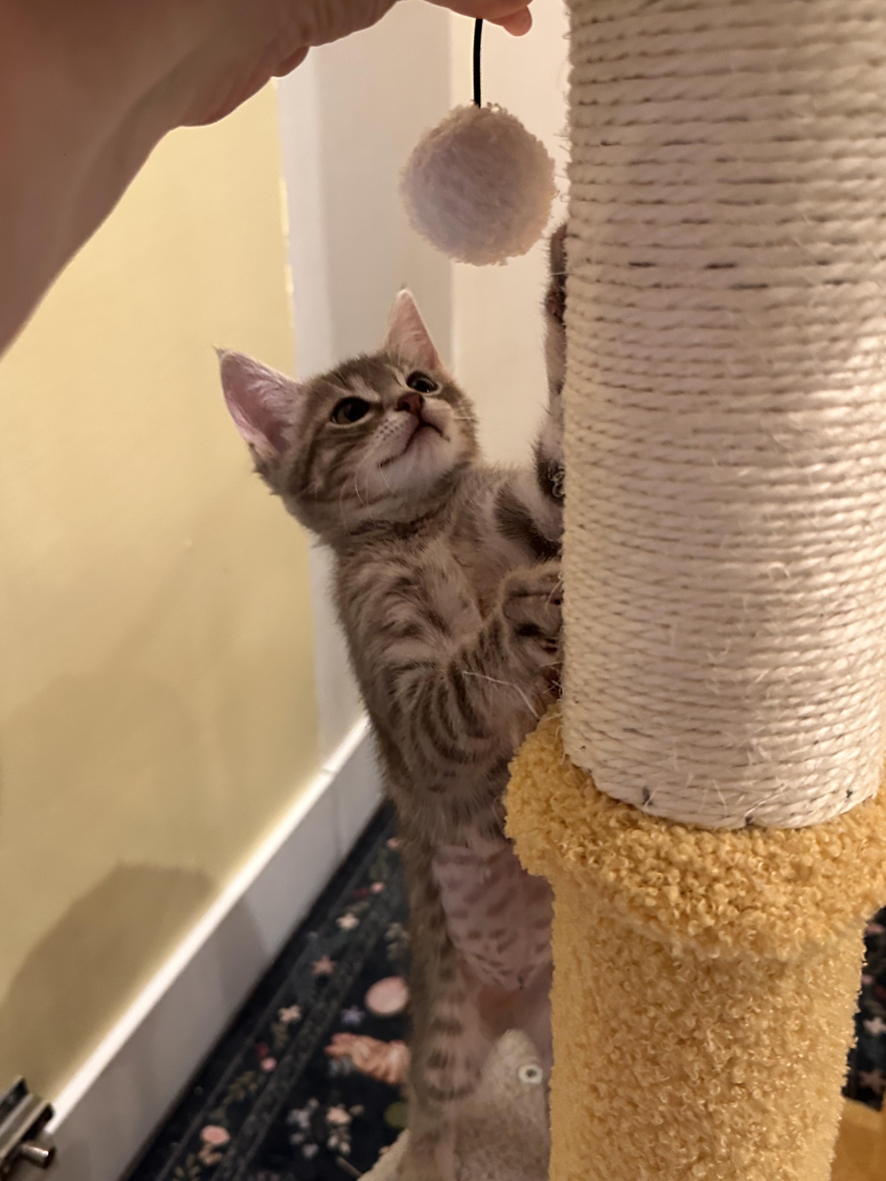 Dr. Trinity Santos, adoptable, Kitten Female Domestic Short Hair & Russian Blue.