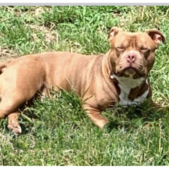 Capone (Courtesy Listing)