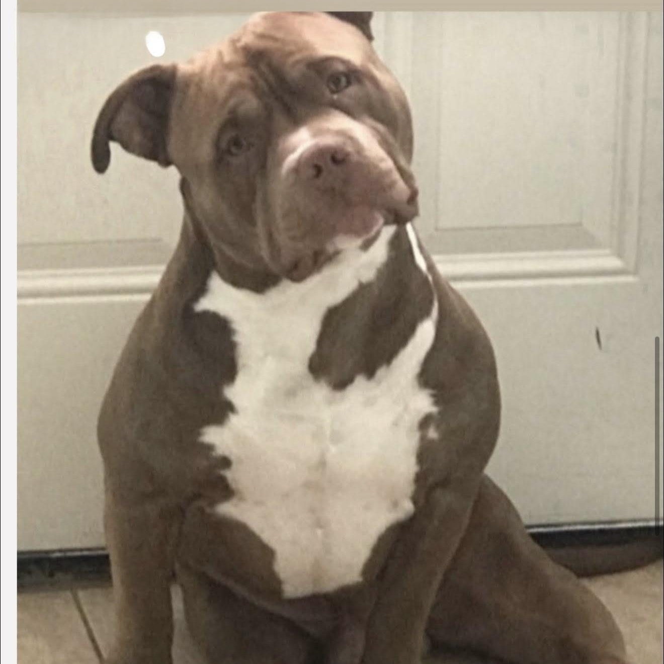 Capone (Courtesy Listing) 2