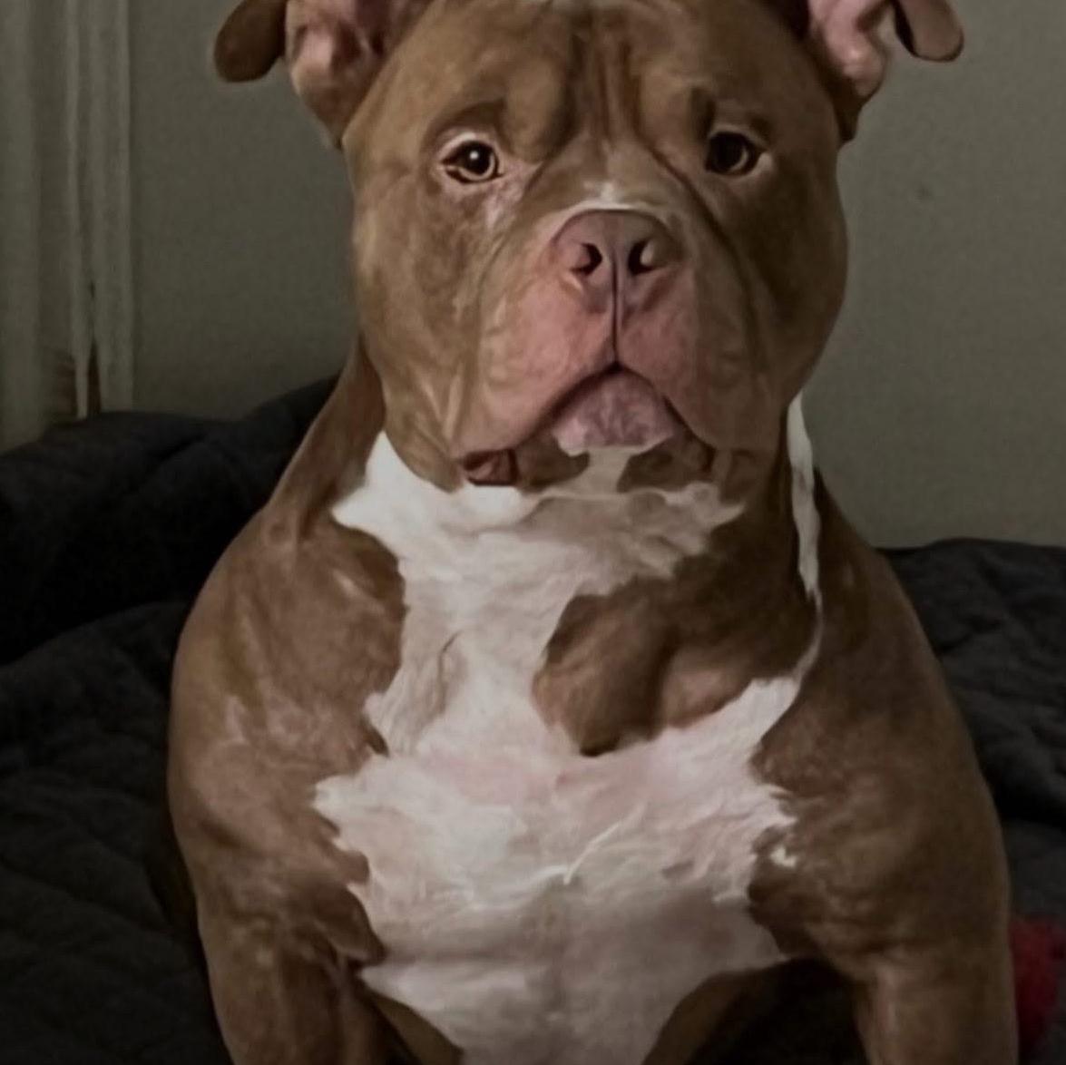 Capone (Courtesy Listing)