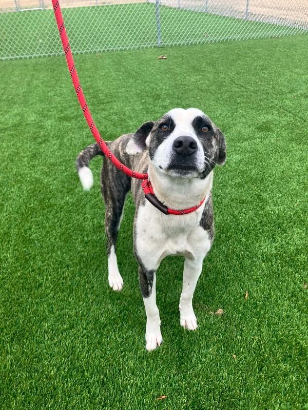 Fudge, Adoptable, Adult Female Pit Bull Terrier & Mixed Breed.