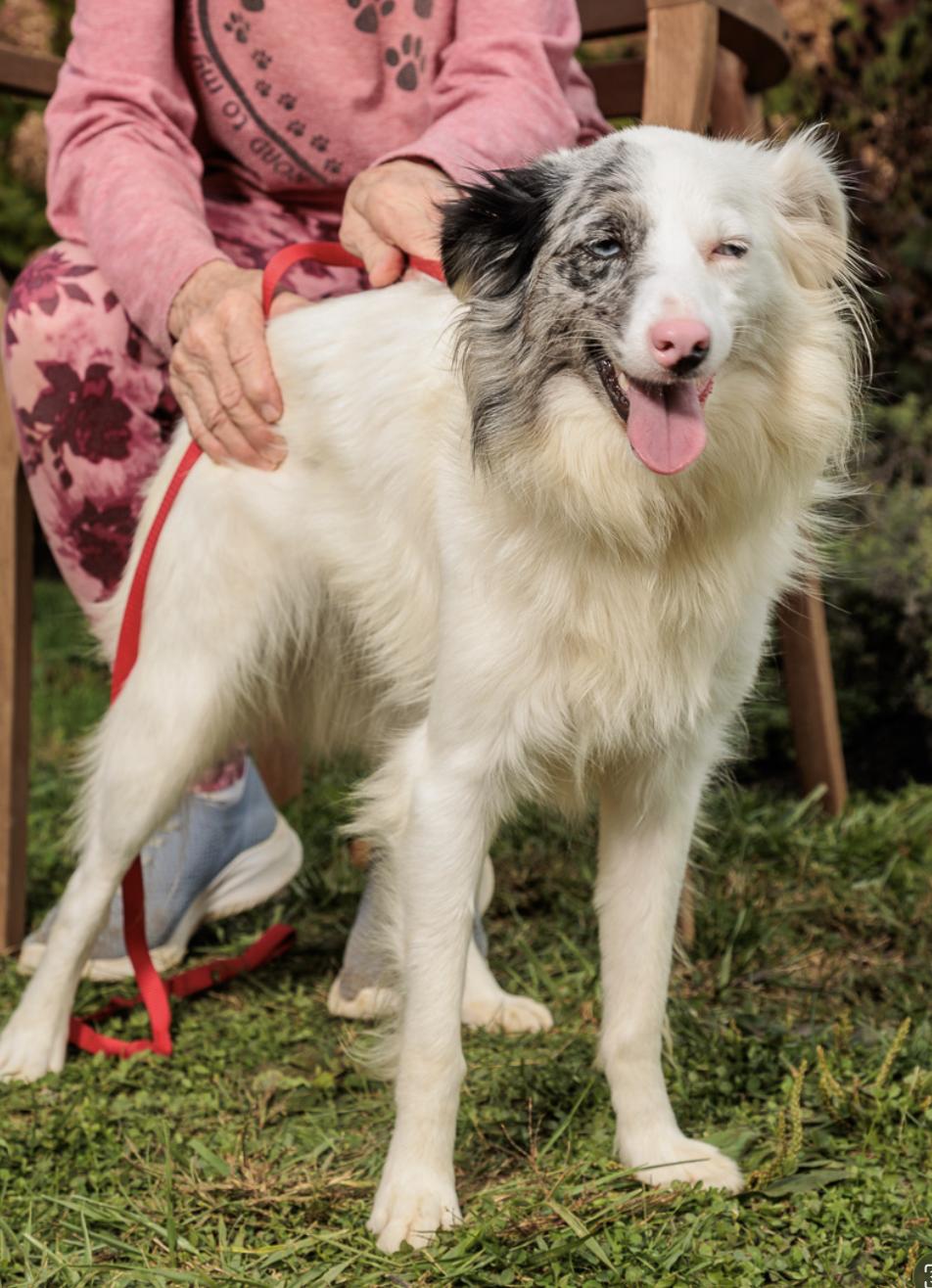 Naomi, Adoptable, Young Female Australian Shepherd.