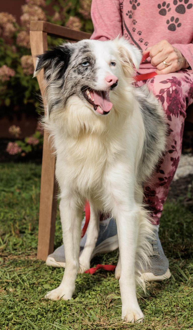 Enlarge Naomi, a Adoptable Australian Shepherd in Chester Springs, PA image 2/3