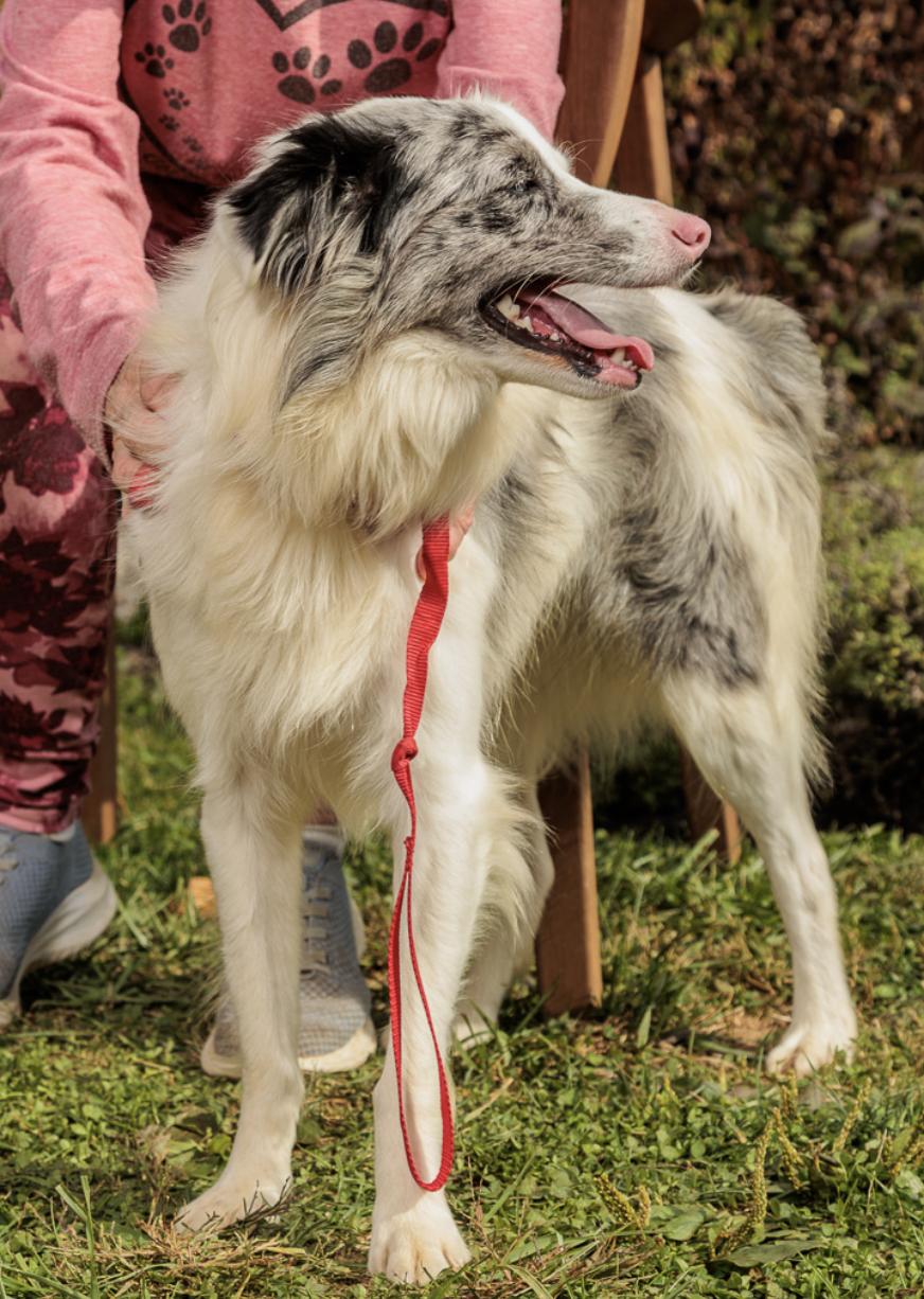 Enlarge Naomi, a Adoptable Australian Shepherd in Chester Springs, PA image 3/3