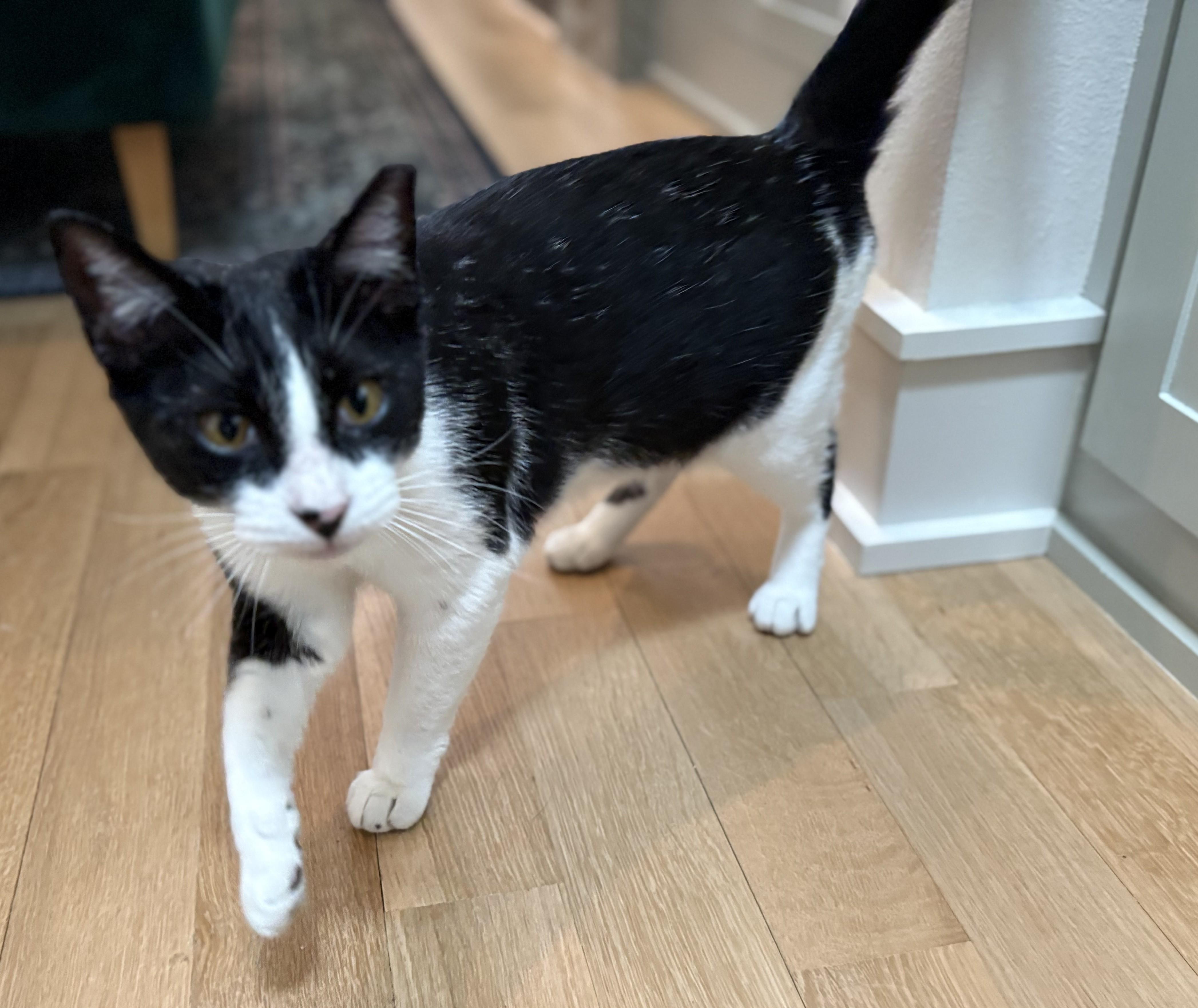 Enlarge Liz, a Adoptable American Shorthair in Hot Springs, AR image 4/6