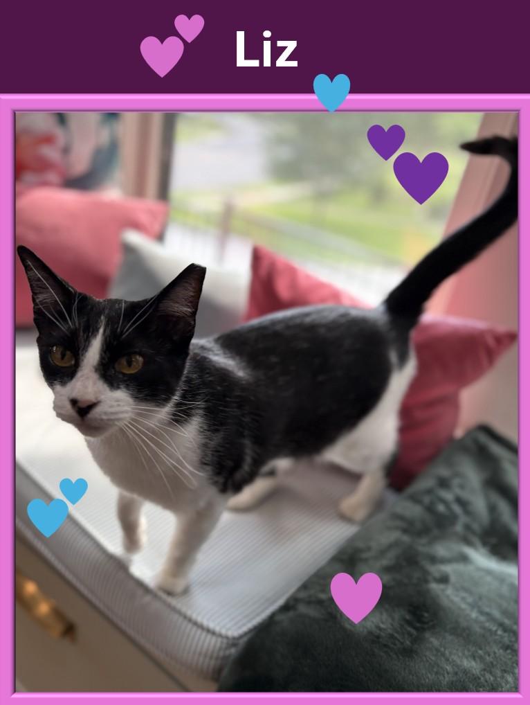 Enlarge Liz, a Adoptable American Shorthair in Hot Springs, AR image 2/6