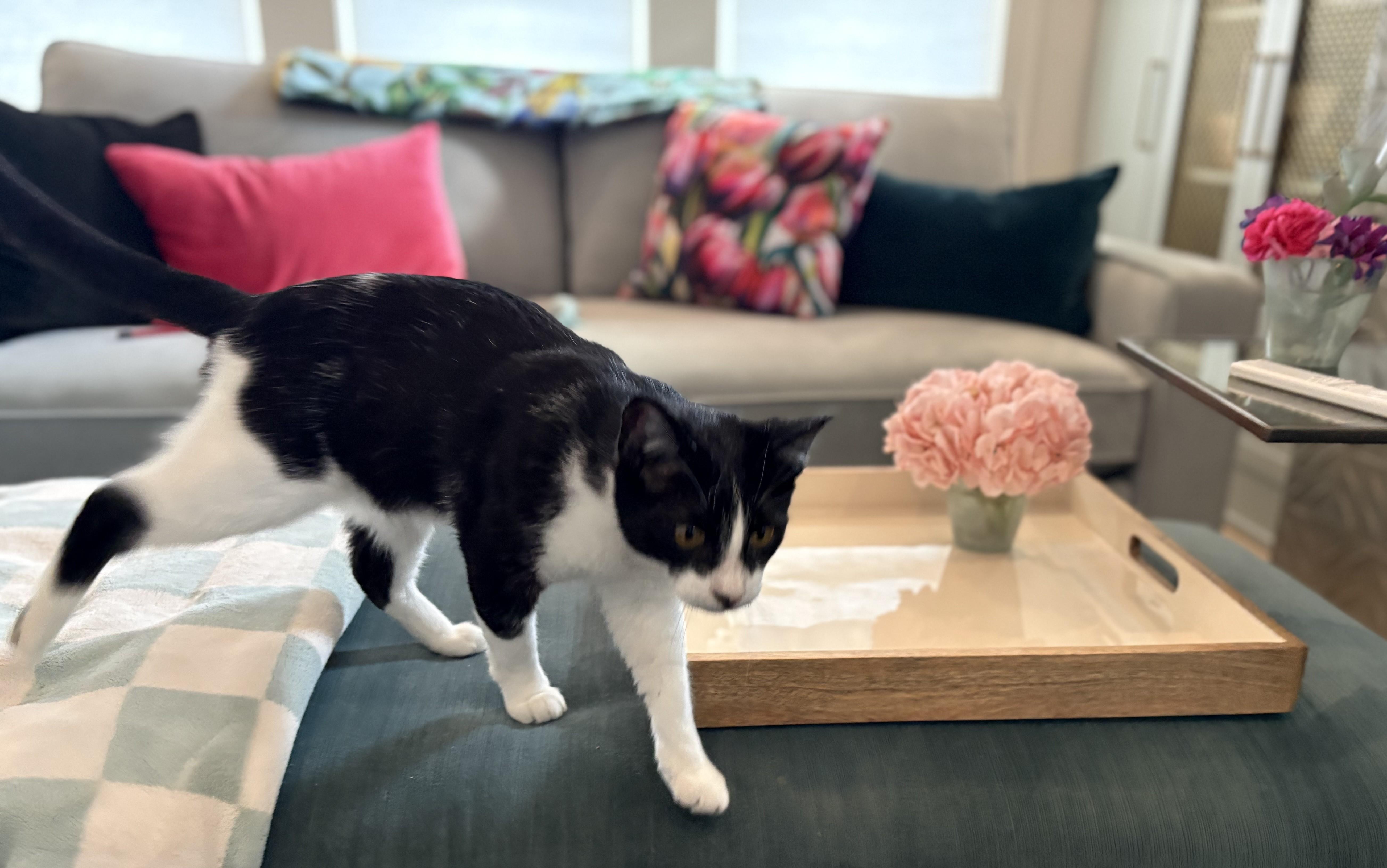Enlarge Liz, a Adoptable American Shorthair in Hot Springs, AR image 5/6