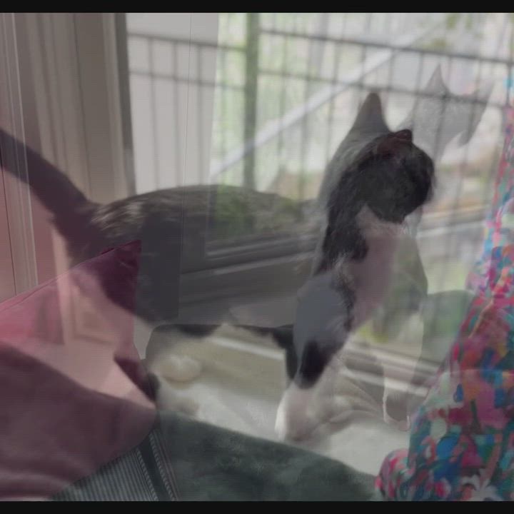 Enlarge Liz, a Adoptable American Shorthair in Hot Springs, AR video 6/6