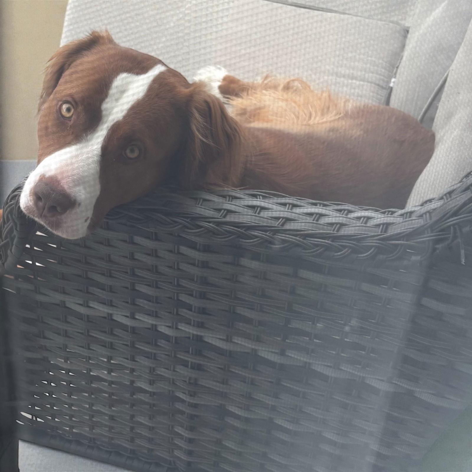 Enlarge Chili, a Adoptable mixed breed in Berwick, PA image 1/2