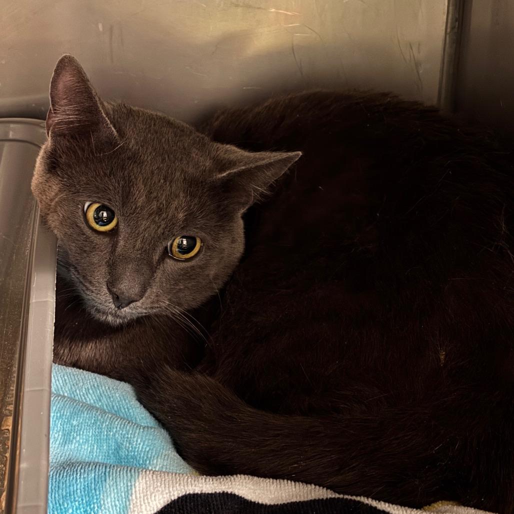 Madman, Adoptable, Adult Male Domestic Short Hair.