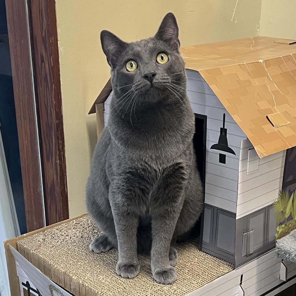 Madman, Adoptable, Adult Male Domestic Short Hair.