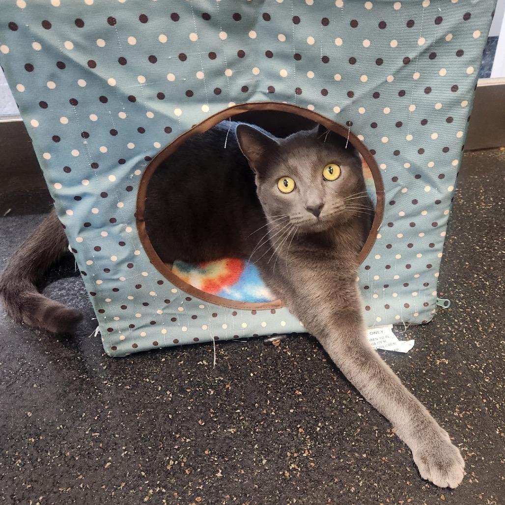 Madman, a Adoptable Domestic Short Hair in Morgan Hill, CA image 2/3