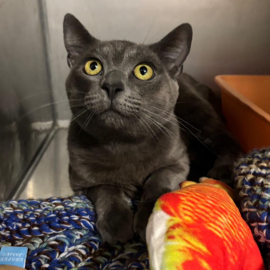 Enlarge Madman, a Adoptable Domestic Short Hair in Morgan Hill, CA image 2/2