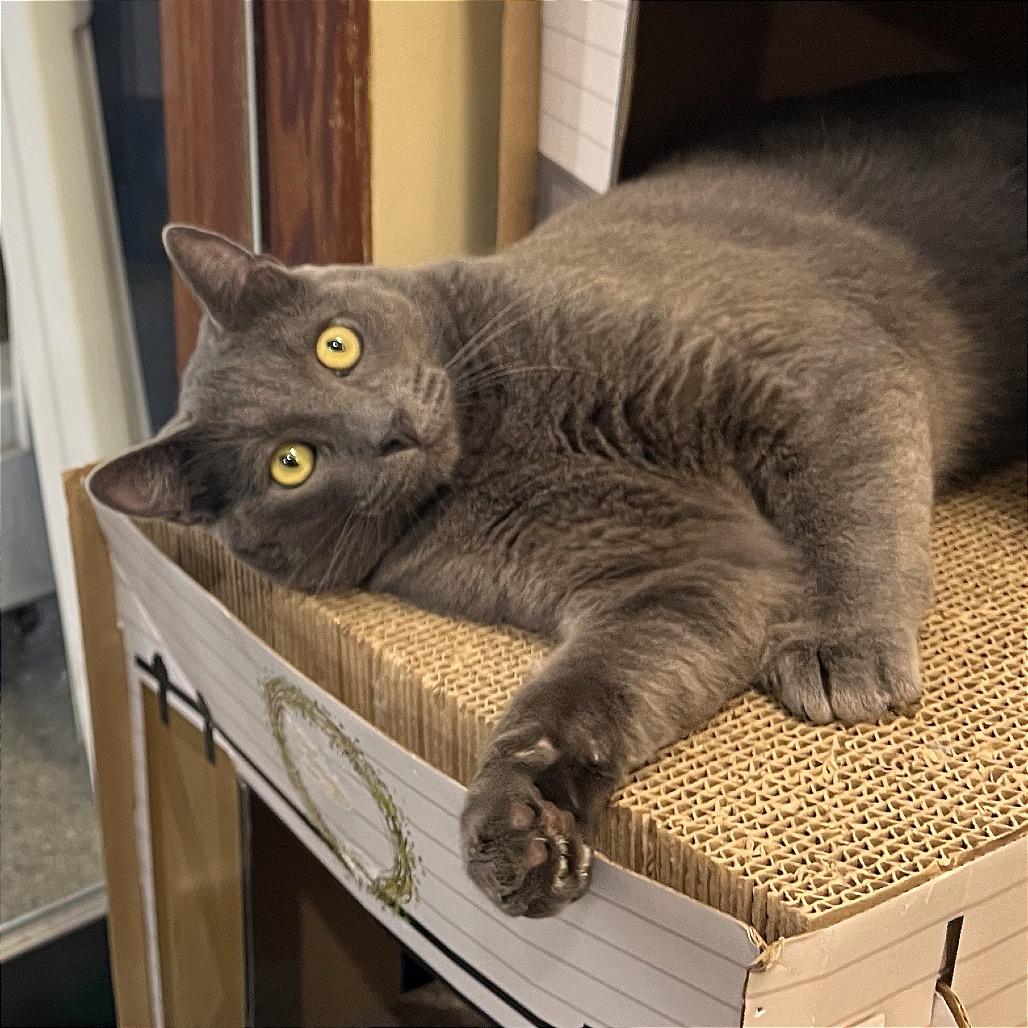 Enlarge Madman, a Adoptable Domestic Short Hair in Morgan Hill, CA image 4/4
