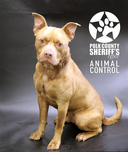 Enlarge KING, a Adoptable American Bulldog in Winter Haven, FL image 1/1