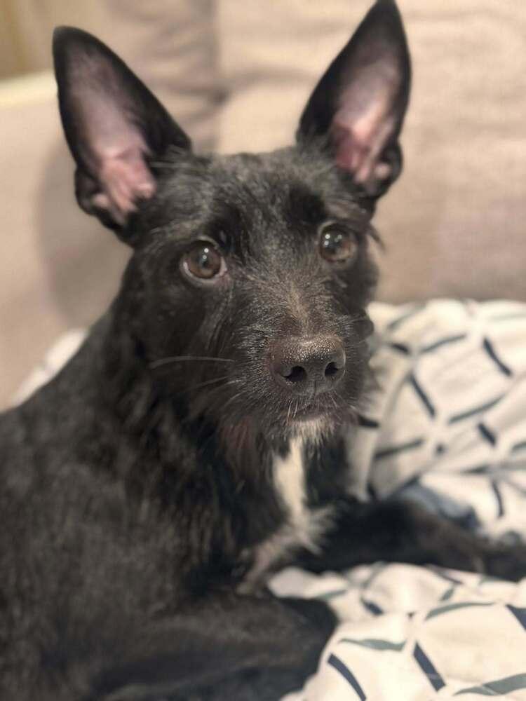 Enlarge Cali  Available Soon, a Adoptable Terrier in Huntington, NY image 2/3