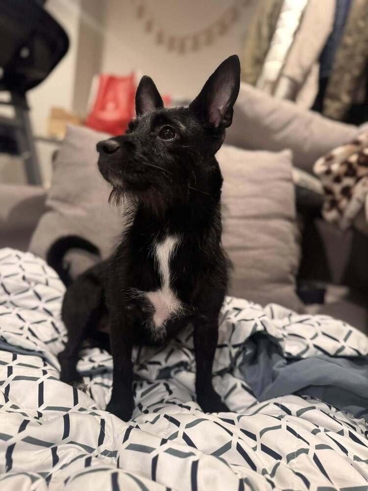 Enlarge Cali  Available Soon, a Adoptable Terrier in Huntington, NY image 3/3