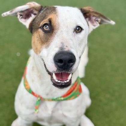 Frosty Snowball, Adoptable, Adult Male Hound & Mixed Breed.